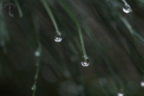 raindrops_in_pine0101p