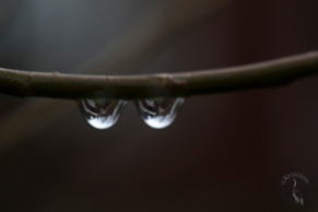 two_drops_0059p