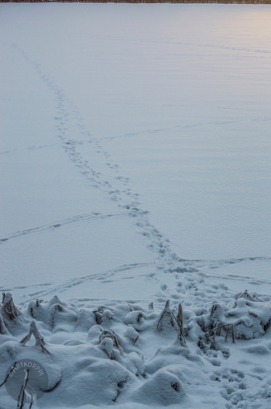 roe_deer_footprints_on_ice0049p
