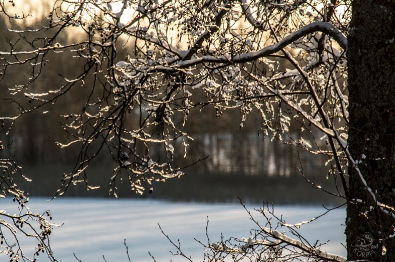 icy_branches_0149p