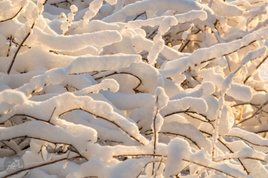 snow_branches_sun_0063p