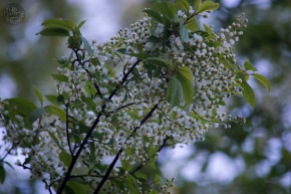 Bird cherry in May. / Kukkiva tuomi